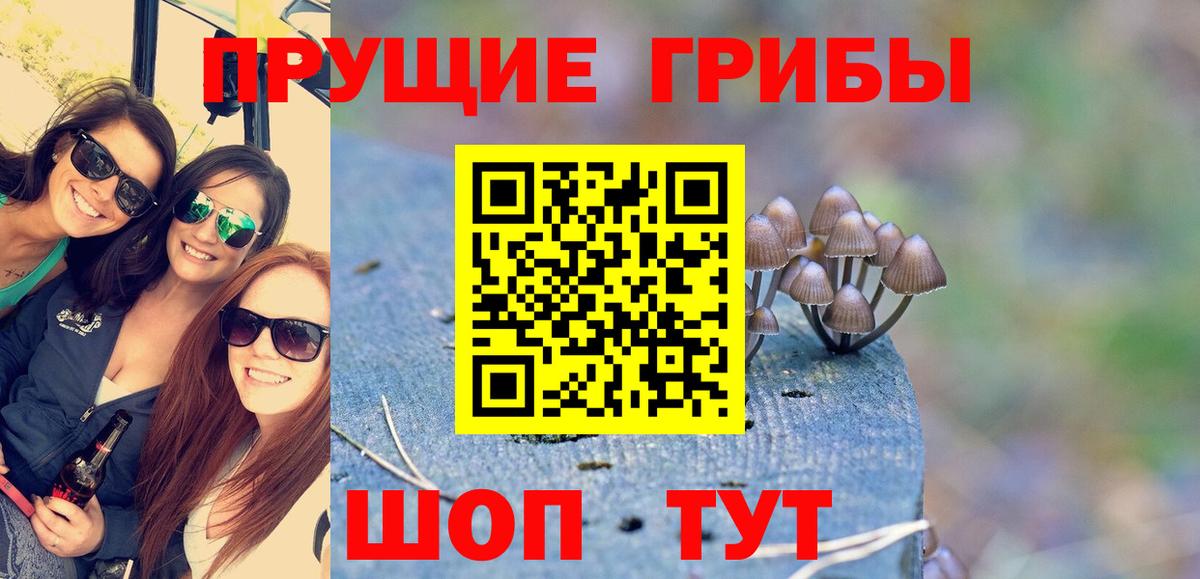 Обь  Псилоцибиновые грибы Psilocybe  Вход с VPN 